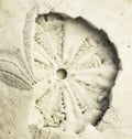 Details of sand dollar sea shell sepia tone Royalty Free Stock Photo