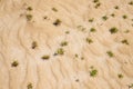 Details of sand and small plants