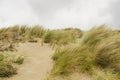 Detail of dunes park featuring bushes , sand and sea Royalty Free Stock Photo