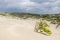 Detail of dunes park featuring bushes , sand and sea Royalty Free Stock Photo