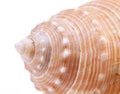 Details of sea shell of marine snail, close up