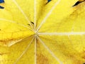 Details and shapes of yellow papaya leaves