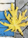 Details and shapes of yellow papaya leaves