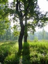 Details of silhouetted trees