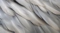 details silver eagle In the second photograph Royalty Free Stock Photo
