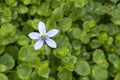 Details of a solitary flower of a ground cover plant Isotoma Fluviatilis