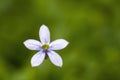 Details of a solitary flower of a ground cover plant Isotoma Fluviatilis with a blurry background