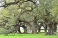 Details of southern live oak trees Quercus virginiana in Louisiana USA. Royalty Free Stock Photo