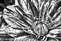 Details of spotted dahlia fresh flower macro photography. Black and white photo.