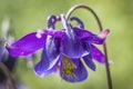 Details of the stamens of the blue flower of the columbine or grannys bonnet Royalty Free Stock Photo