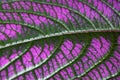 Details of Strobilanthes dyeriana Royalty Free Stock Photo