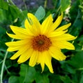 Beautiful sunflower. Bright yellow petals. Sunflower closeup. Royalty Free Stock Photo