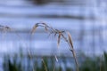 details of tall stalk of grass with blurred background Royalty Free Stock Photo