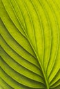 Hosta leaf close up. Details and texture of hosta leaf with veins Royalty Free Stock Photo