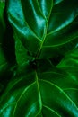 Details of the texture and pattern of the leaves of a Ficus-Lyrata