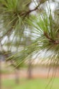 Details of the tree leaf, pine leaf