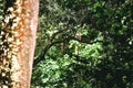 Details tree trunk in a tropical forest Royalty Free Stock Photo