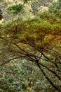 Details tree trunk in a tropical forest Royalty Free Stock Photo