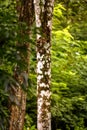 Details tree trunk in a tropical forest Royalty Free Stock Photo