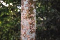 Details tree trunk in a tropical forest Royalty Free Stock Photo
