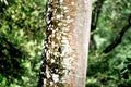 Details tree trunk in a tropical forest Royalty Free Stock Photo