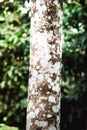 Details tree trunk in a tropical forest Royalty Free Stock Photo