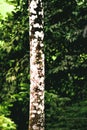 Details tree trunk in a tropical forest Royalty Free Stock Photo