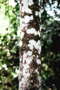 Details tree trunk in a tropical forest Royalty Free Stock Photo