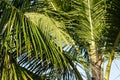 Mexican Coconut Palm