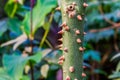 Details of the trunk of a silk floss tree, Thorny plant stem, tropical specie from America