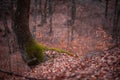 Details of the trunk of a tree covered with green moss in the autumn season Royalty Free Stock Photo