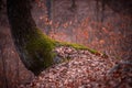 Details of the trunk of a tree covered with green moss in the autumn season Royalty Free Stock Photo