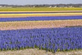 Details of a very colorful bulb fields with hyacinths and daffodils near Noordwijkerhout, Netherlands