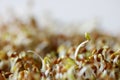 Details of wet alpha alpha sprouts Royalty Free Stock Photo