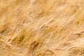 Details of a wheat field in Scotland