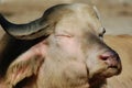 Details of a white buffalo