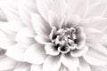 Details of white dahlia fresh flower macro photography. Black and white high key photo emphasizing texture, contrast and geometry