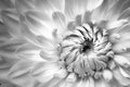 Details of white dahlia fresh flower macro photography. Black and white photo emphasizing texture. Royalty Free Stock Photo