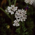 Details of a white flower with blurred background