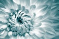 Details of white and light blue dahlia fresh flower macro photography. Color toned photo with greenish turquoise tones
