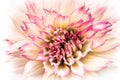 Details of white and pink dahlia fresh flower macro photography. High key colour photo. Royalty Free Stock Photo