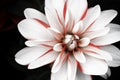 Details of white, pink and red dahlia flower macro close up photography isolated on dark black background Royalty Free Stock Photo