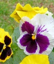 details of white and purple Pansy flower in Spring