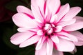 Details of white, purple and pink dahlia flower macro close up photography. Photo in colour emphasizing texture in dark background Royalty Free Stock Photo