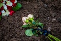 Details with white roses on a fresh grave dirt, during a cold winter day Royalty Free Stock Photo