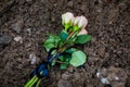 Details with white roses on a fresh grave dirt, during a cold winter day Royalty Free Stock Photo
