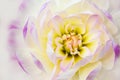 Details of white, yellow and purple dahlia flower macro close up photography isolated on white background. Royalty Free Stock Photo