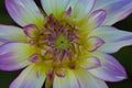 Details of white, yellow and purple dahlia flower macro close up photography. Photo in colour emphasizing texture, contrast and Royalty Free Stock Photo