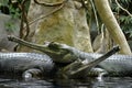 Details of wild gharial reptiles