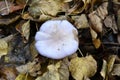 Details of wild mushrooms